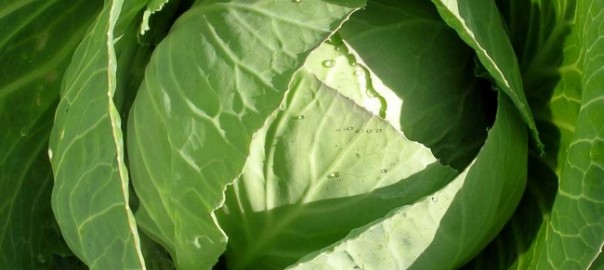 капуста настоящая кочанная (brassica oleracea l. convar capitata l.)