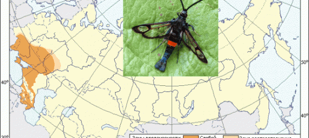 яблонная стеклянница (synanthedon myopaeformis (borkh.))