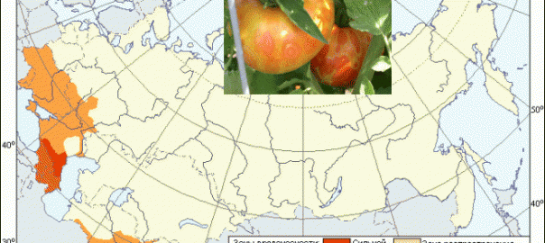 вирус пятнистого увядания томата, или бронзовость томата (tomato spotted wilt virus)