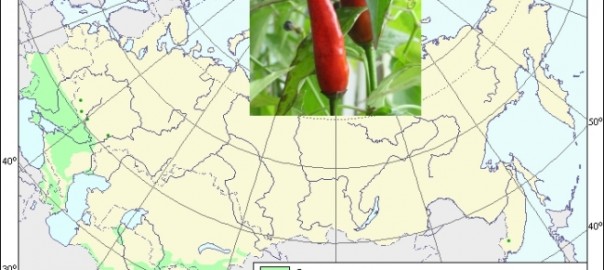 перец острый (capsicum annum l. var. longum (dc) sendt.)