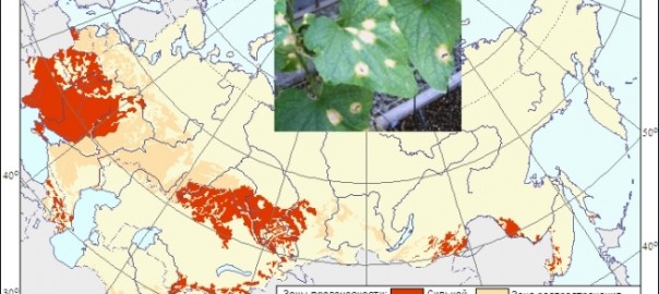 угловатая пятнистость огурца (pseudomonas syringae pv. lachrymans (smith and bryan) yong et al.)