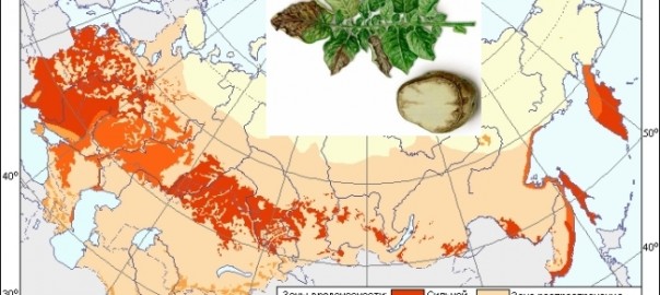 фитофтороз картофеля (phytophthora infestans (mont.) de bary.)