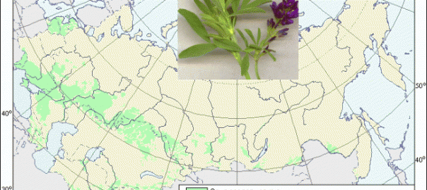 люцерна синяя, или люцерна посевная (medicago sativa l.)