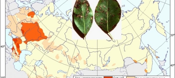 белая пятнистость листьев груши (септориоз листьев груши = septoria piricola desm. = mycosphaerella pyri (auersw.) boerema)