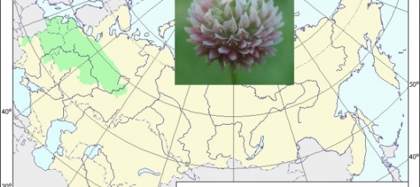 клевер розовый (trifolium hybridum l.)