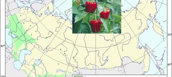 перец овощной. (capsicum annum l. var. grossum (l.)sendt.)