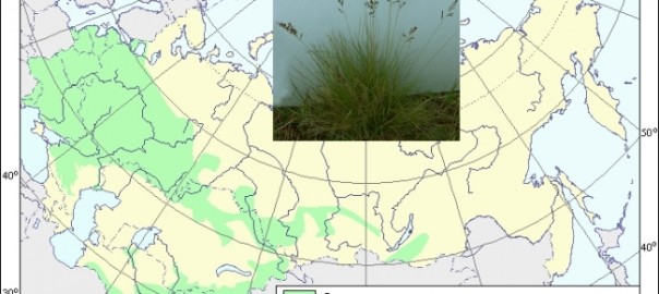 овсяница овечья (festuca ovina l.)