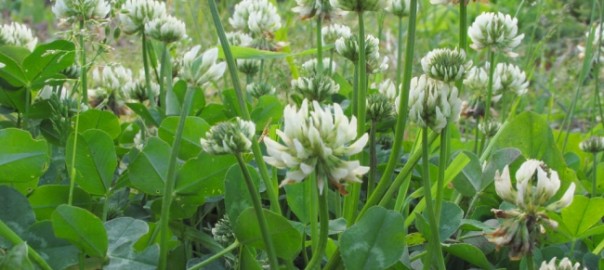 клевер белый, клевер ползучий (trifolium repens l.)