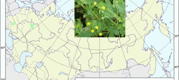 люцерна хмелевидная (medicago lupulina l.)