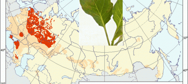 пероноспороз капусты или ложная мучнистая роса капусты (peronospora brassicae gaum.)