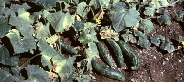 вирус огуречной мозаики (некротический штамм) (cucumber mosaic virus (necrotic strain))