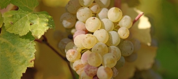 виноград культурный (vitis vinifera l.)