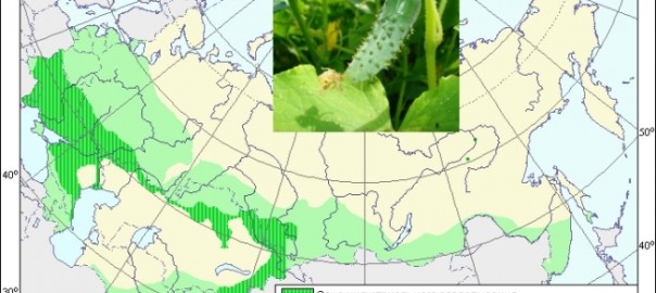 огурец посевной, или огурец обыкновенный (cucumis sativus l.)