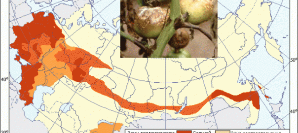 фитофтороз томатов, или бурая гниль плодов томата (phytophthora infestans de bary a.)