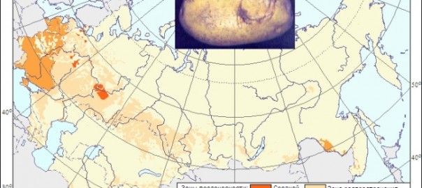 вирус погремковости табака (впт) (tobacco rattle tobravirus)