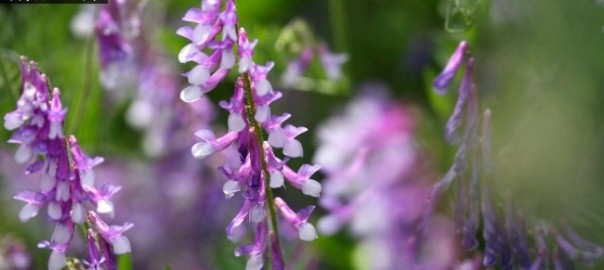 вика мохнатая (vicia villosa roth.)