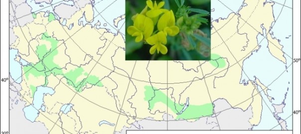 люцерна желтая, люцерна серповидная (medicago falcata l.)