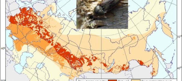 щелкун темный (agriotes obscurus l.)