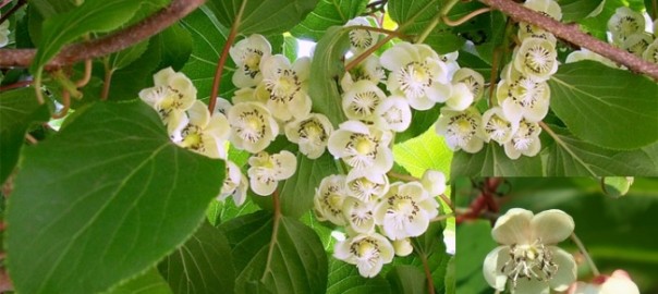 актинидия аргута (actinidia arguta (siebold & zucc.) planch. ex miq.)