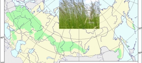 овсяница луговая (festuca pratensis huds.)