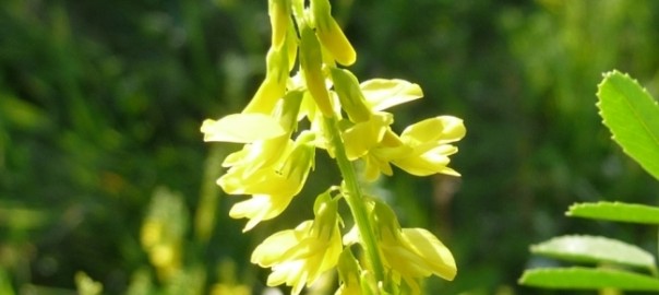 донник желтый, буркун желтый (melilotus officinalis (l.) pall.)