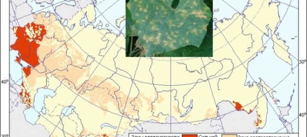 ложная мучнистая роса огурца (pseudoperonospora cubensis (berk. & m.a. curtis) rostovzev.)