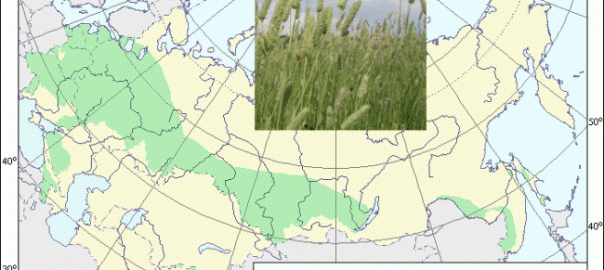 тимофеевка луговая (phleum pratense l.)