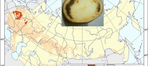 кольцевая гниль картофеля – (clavibacter michiganensis subsp. sepedonicus (spieckermann & kothoff) davis et al.)