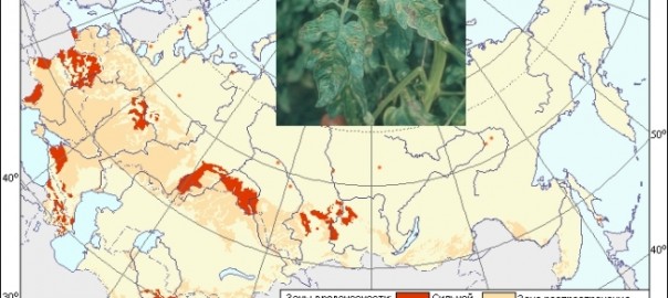 кладоспориоз или бурая пятнистость листьев томатов (cladosporium fulvum cooke)