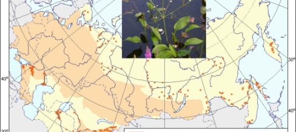 частуха подорожниковая (alisma plantago-aquatica l.)