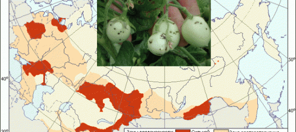 черная бактериальная пятнистость томата (xanthomonas campestris pv. vesicatoria (doide) dye.)