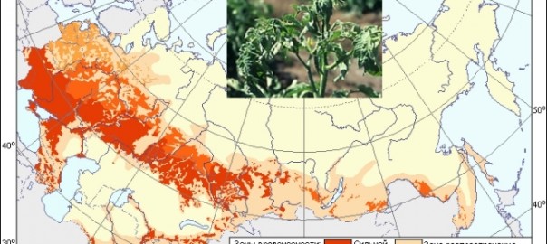 y-вирус картофеля (yвк) (potato virus y potyvirus)