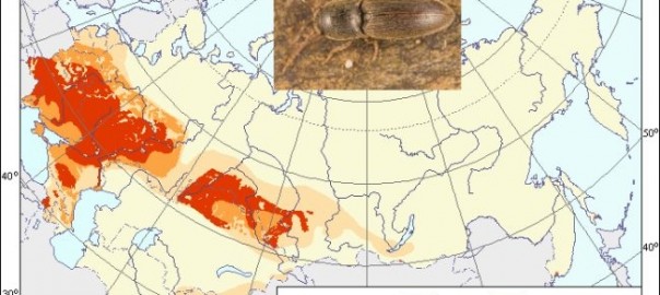 щелкун посевной (agriotes sputator l.)