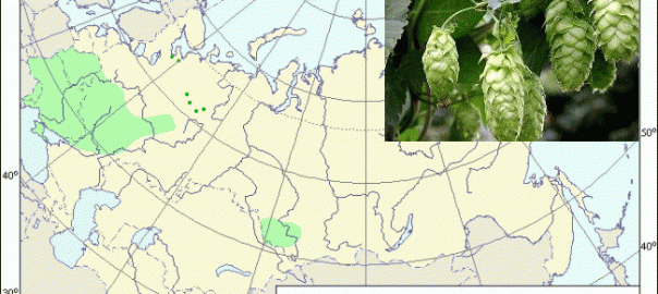 хмель обыкновенный (humulus lupulus l.)