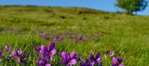 фиалка трехцветная, анютины глазки (viola tricolor l. )