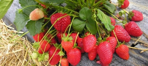 земляника садовая, земляника ананасная, земляника большая (fragaria ananassa duch.)