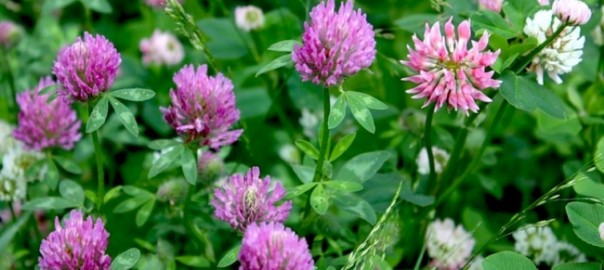 клевер луговой, красный (trifolium pratense l.)