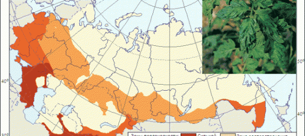 вирус табачной мозаики (tobacco mosaic virus)