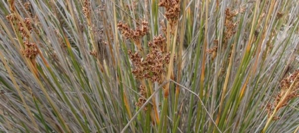 ситник жабий (juncus bufonius l.)