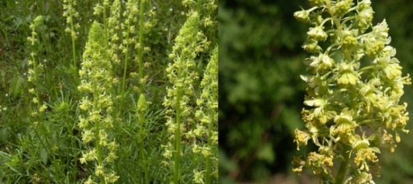 резеда желтая (reseda lutea l.)