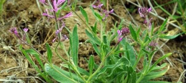 хориспора нежная (chorispora tenella (pall.) dc)