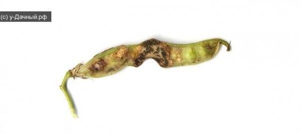 альтернариоз гороха (alternaria alternata (fr.) keissl.)