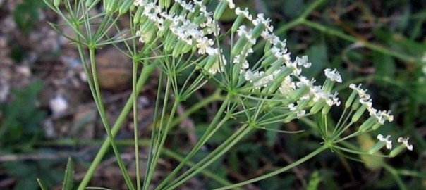 резак обыкновенный (falcaria vulgaris bernh.)