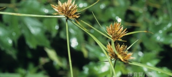 сыть круглая (cyperus rotundus l.)