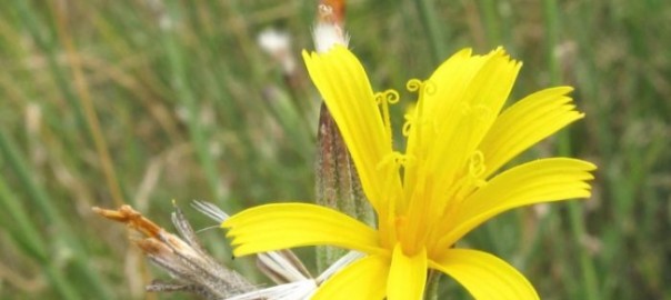 хондрилла ситниковая (chondrilla juncea l.)