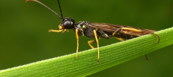 хлебный черный пилильщик, черный пилильщик (trachelus tabidus)