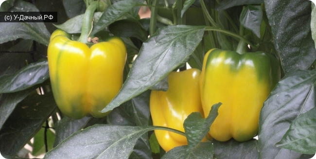 Перец сладкий (Capsicum annuum L.)