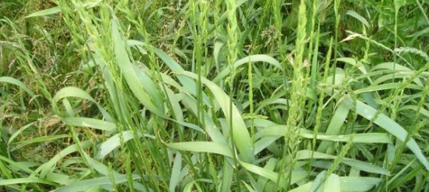 пырей ползучий (elytrigia repens (l.) nevski)