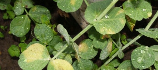 ложная мучнистая роса гороха (peronospora pisi syd.)