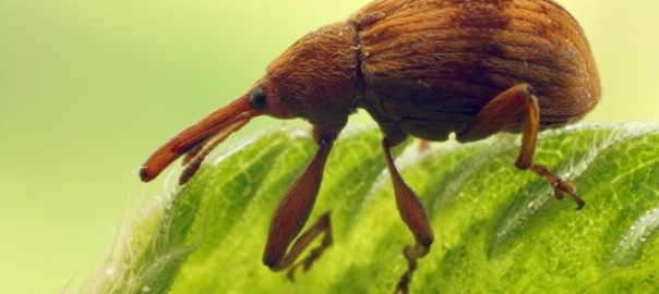 черемуховый косточковый цветоед (furcipus rectirostris (l).)